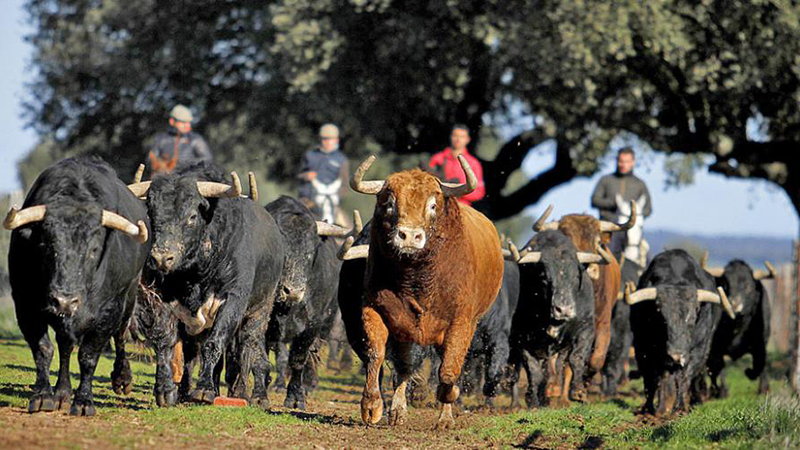 visita ganadera despedida salamanca